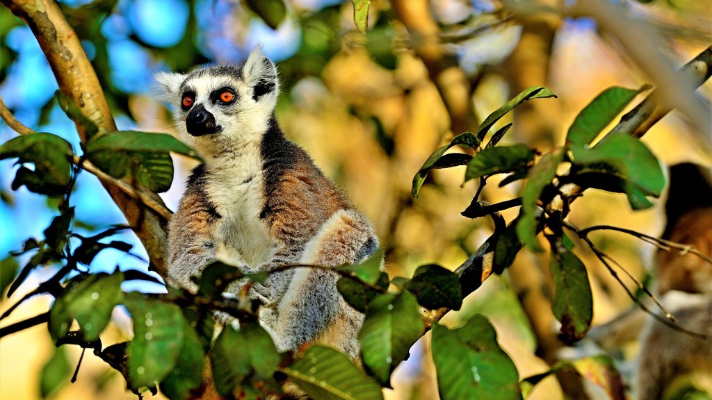 Ποιες είναι οι γεωμορφές στη Μαδαγασκάρη